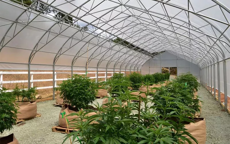 Medicinos kanapių filmo šiltnamis: žaidimų keitiklis pramonėje