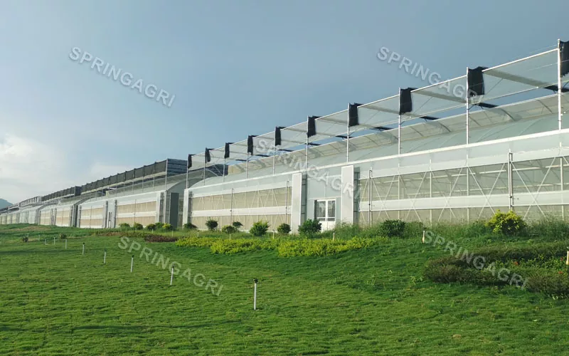 Didelio masto su nebrangiu multispan plastikiniu daržovių šiltnamiu